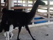 Nasce primeira lhama na Faculdade de Veterinária da Uece; evento marca avanço em pesquisa com Fiocruz