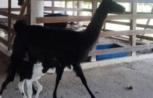 Nasce primeira lhama na Faculdade de Veterinária da Uece; evento marca avanço em pesquisa com Fiocruz