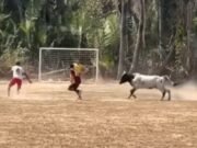 Vaca invade campo durante partida de futebol e causa correria