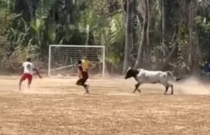Vaca invade campo durante partida de futebol e causa correria