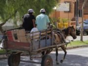 Comissão aprova criminalização de maus-tratos em transporte e espetáculos com animais
