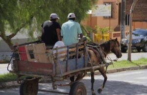 Comissão aprova criminalização de maus-tratos em transporte e espetáculos com animais