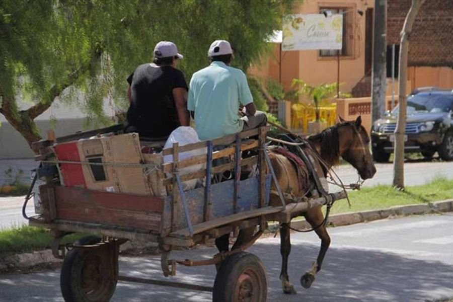 Carroça - Jumento