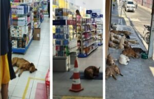 Quixadá abandonada: invisível para o poder público, invadida por cães e pela indiferença