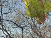 Mulher é resgatada pela Ciopaer em Santa Quitéria após decolar de parapente em Quixadá