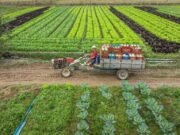 Lula assina medida provisória que libera R$ 12 bilhões para renegociação de dívidas de produtores rurais