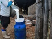 Quixadá, no sertão central cearense, se prepara para se tornar a capital do leite nordestino