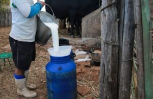 Quixadá, no sertão central cearense, se prepara para se tornar a capital do leite nordestino