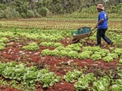 Ceará busca expandir fruticultura em missão na Espanha