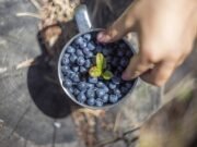 Mirtilo ou Blueberry: Ceará reúne vantagens competitivas para se destacar no cenário global da produção da fruta