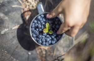 Mirtilo ou Blueberry: Ceará reúne vantagens competitivas para se destacar no cenário global da produção da fruta