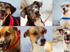 Brisanet promove evento de adoção de cães em parceria com a ONG Abrace, em Fortaleza