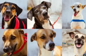 Brisanet promove evento de adoção de cães em parceria com a ONG Abrace, em Fortaleza