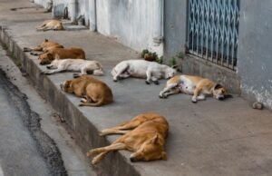 Cães soltos nas ruas de Quixeramobim preocupam moradores e expõem falta de políticas públicas