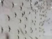 Fábrica em Campinas inicia produção de mosquitos “do bem” para conter dengue e proteger até 100 milhões de pessoas por ano