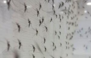 Fábrica em Campinas inicia produção de mosquitos “do bem” para conter dengue e proteger até 100 milhões de pessoas por ano