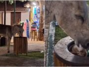 Jumento é visto comendo lixo e outro sofrendo maus-tratos em Jericoacoara