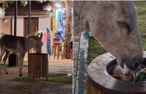 Jumento é visto comendo lixo e outro sofrendo maus-tratos em Jericoacoara