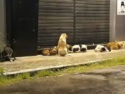 Prefeitura de Quixadá é orientada a reestruturar Centro de Controle de Zoonoses e implementar política de proteção animal no município
