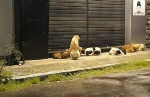 Prefeitura de Quixadá é orientada a reestruturar Centro de Controle de Zoonoses e implementar política de proteção animal no município