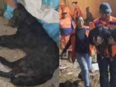 Após 35 horas soterrado, cachorro é resgatado com vida em área atingida por explosão em Olinda