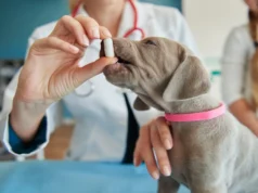 Acrísio Sena propõe programa Farmácia Veterinária Popular