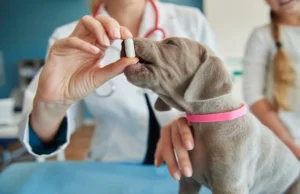 Acrísio Sena propõe programa Farmácia Veterinária Popular