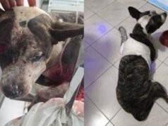 Cão leva cinco tiros em Fortaleza e sobrevive: até quando vamos aceitar a barbárie contra os animais?