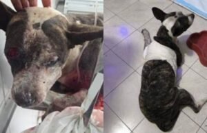 Cão leva cinco tiros em Fortaleza e sobrevive: até quando vamos aceitar a barbárie contra os animais?