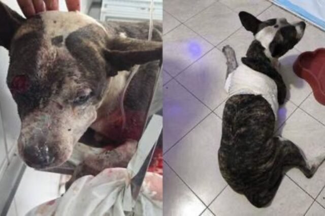 Cachorro atingido a tiros em Fortaleza