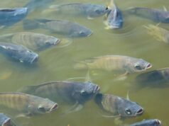 Tilápia é incluída na lista de espécie invasora e acende alerta em setor aquícola