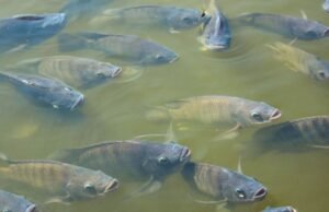 Tilápia é incluída na lista de espécie invasora e acende alerta em setor aquícola