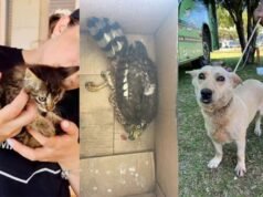 Tornado em cidade no Paraná deixou pelo menos 20 animais mortos