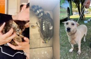 Tornado em cidade no Paraná deixou pelo menos 20 animais mortos