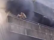 Mulher salva dois cães jogando-os pela janela durante incêndio em prédio antes de ser resgatada