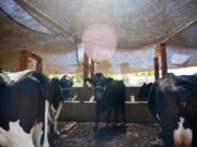 O agro que transforma: o Sertão Central cearense no rumo da prosperidade