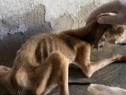 Maus-tratos a animais são realidade cruel em Quixadá, Quixeramobim e em todo o Sertão Central