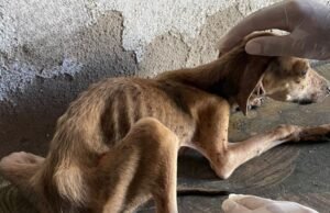 Maus-tratos a animais são realidade cruel em Quixadá, Quixeramobim e em todo o Sertão Central