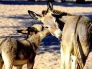 Leite de jumenta ganha força no Brasil e desponta como nova fronteira para a pecuária de alto valor