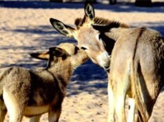 Leite de jumenta ganha força no Brasil e desponta como nova fronteira para a pecuária de alto valor
