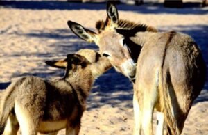 Leite de jumenta ganha força no Brasil e desponta como nova fronteira para a pecuária de alto valor