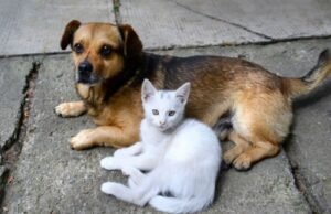 Senado passa a analisar Estatuto dos Cães e Gatos como projeto de lei após aprovação em comissão