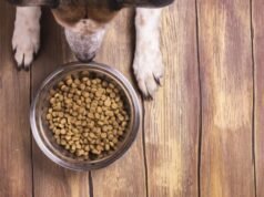 Distrito Federal cria Cartão Ração e dá passo histórico no apoio aos protetores de animais