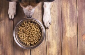 Distrito Federal cria Cartão Ração e dá passo histórico no apoio aos protetores de animais