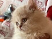 Dona de canil é presa por suspeita de manter 121 animais em situação de maus-tratos em Brejo Santo