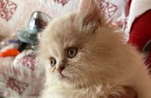 Dona de canil é presa por suspeita de manter 121 animais em situação de maus-tratos em Brejo Santo