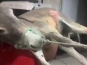 Dezembro Verde: o alerta que Quixeramobim e o Sertão Central insistem em ignorar