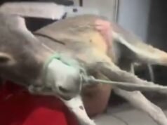 Dezembro Verde: o alerta que Quixeramobim e o Sertão Central insistem em ignorar