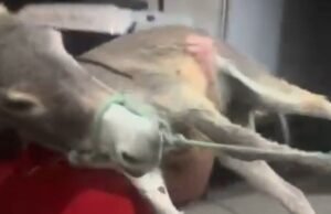 Dezembro Verde: o alerta que Quixeramobim e o Sertão Central insistem em ignorar