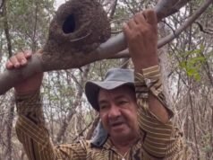 Agricultor cearense analisa ninho de joão-de-barro e faz previsão não muito boa para a quadra chuvosa de 2026
